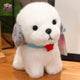  Bichon