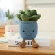  blue Succulents